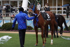 20200118 中山9R 菜の花賞 3歳牝馬1勝クラス シホノレジーナ 15