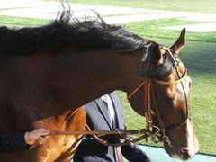 20200208 東京11R 節分S(4歳上3勝クラス) ルーカス 07