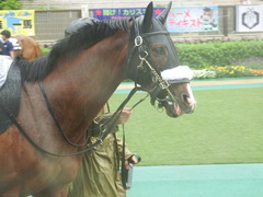 20190622 東京10R 八ヶ岳特別(2勝) ロジスカーレット 08