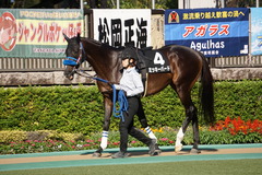 20191102 東京9R 南武特別(2勝クラス) ミッキーバード 09