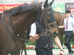 20190608 東京6R 3歳牝馬未勝利 ホウオウヒミコ 04