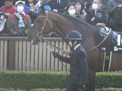 20200208 東京11R 節分S(4歳上3勝クラス) ルーカス 08