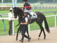 20190608 東京6R 3歳牝馬未勝利 ホウオウヒミコ 16