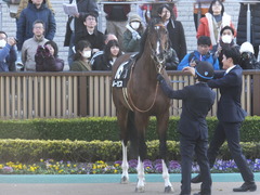 20200208 東京11R 節分S(4歳上3勝クラス) ルーカス 11