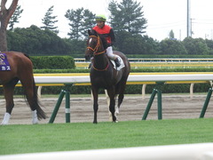 20190810 新潟7R 3歳上1勝クラス ピンシェル 25