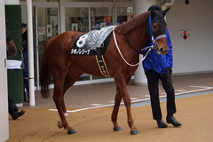 20200118 中山9R 菜の花賞 3歳牝馬1勝クラス シホノレジーナ 02