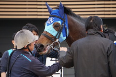 20200125 中山10R 東雲賞(3勝) アドマイヤシナイ 23