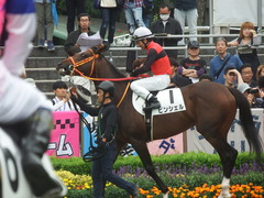 20190609 東京7R 3歳上1勝 ピンシェル 22
