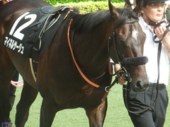 20190518 東京11R メイS 4歳上OP マイネルサージュ 07