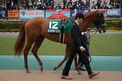 20200215 東京11R クイーンC(G3) 3歳牝馬OP ホウオウピースフル 08
