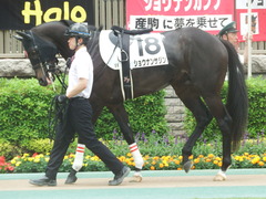 20190518 東京5R 3歳未勝利 ショウナンサジン 02