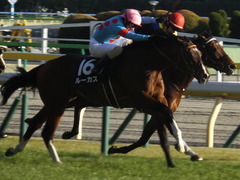 20200208 東京11R 節分S(4歳上3勝クラス) ルーカス 17