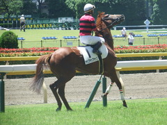20190616 東京4R 3歳未勝利 ヤップヤップヤップ 22