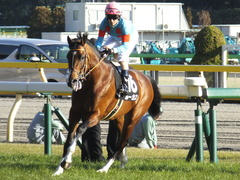 20200208 東京11R 節分S(4歳上3勝クラス) ルーカス 14