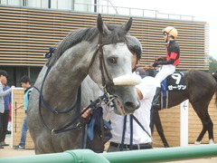 20190921 中山9R 九十九里特別 2勝 ウェディングベール 18