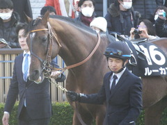 20200208 東京11R 節分S(4歳上3勝クラス) ルーカス 13