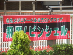 20190810 新潟7R 3歳上1勝クラス ピンシェル 01