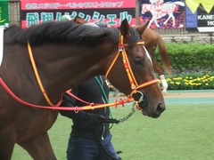 20190609 東京7R 3歳上1勝 ピンシェル 10