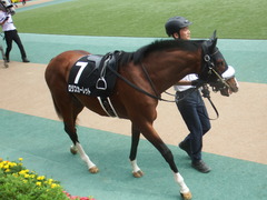 20190601 東京10R 由比ヶ浜特別 3歳上2勝 ロジスカーレット 07