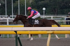 20191027 東京12R 西湖特別 3歳上2勝クラス メイショウノボサン 10