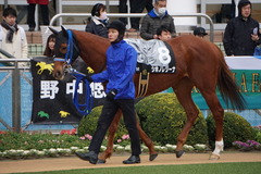 20200118 中山9R 菜の花賞 3歳牝馬1勝クラス シホノレジーナ 05