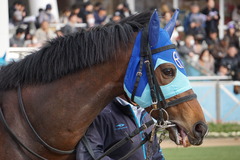 20200125 中山10R 東雲賞(3勝) アドマイヤシナイ 10