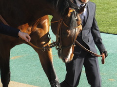 20200208 東京11R 節分S(4歳上3勝クラス) ルーカス 06