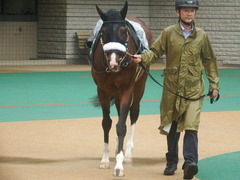 20190622 東京10R 八ヶ岳特別(2勝) ロジスカーレット 07