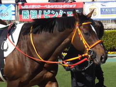 20200209 東京7R 4歳上1勝クラス ピンシェル 09