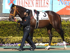 20200209 東京7R 4歳上1勝クラス ピンシェル 03