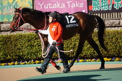 20200202 東京10R 早春S (3勝クラス) ホウオウドリーム 03