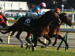 20200208 東京11R 節分S(4歳上3勝クラス) ルーカス 16