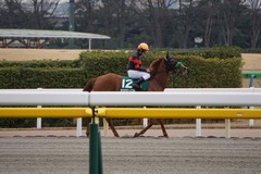 20200215 東京11R クイーンC(G3) 3歳牝馬OP ホウオウピースフル 23