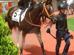 20190810 新潟7R 3歳上1勝クラス ピンシェル 10