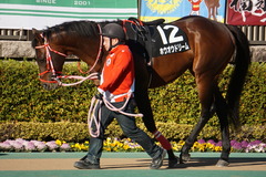 20200202 東京10R 早春S (3勝クラス) ホウオウドリーム 13