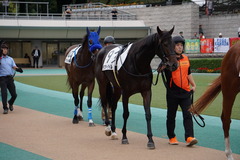 20191026 東京12R 3歳上1勝クラス ラプターゲイル 02