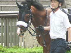 20190601 東京10R 由比ヶ浜特別 3歳上2勝 ロジスカーレット 04