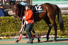 20200202 東京10R 早春S (3勝クラス) ホウオウドリーム 06