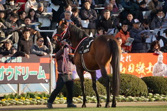 20200111 中山11R 迎春S (3勝クラス) ホウオウドリーム 18