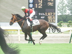 20190810 新潟7R 3歳上1勝クラス ピンシェル 26