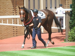 20190810 新潟7R 3歳上1勝クラス ピンシェル 15
