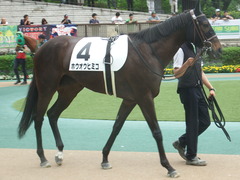 20190608 東京6R 3歳牝馬未勝利 ホウオウヒミコ 11