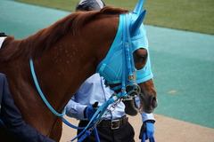 20191027 東京7R 3歳上1勝クラス ヴァルドワーズ 08