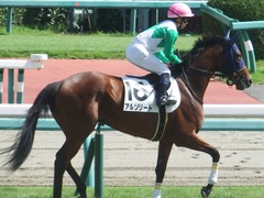20190928 中山5R 2歳牝馬メイクデビュー アルソリート 14