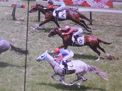20190622 阪神5R 2歳メイクデビュー シゲルタイタン 04