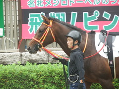 20190609 東京7R 3歳上1勝 ピンシェル 12