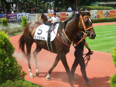 20190810 新潟7R 3歳上1勝クラス ピンシェル 14