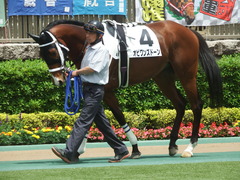 20190518 東京4R 3歳未勝利 オビワンズドーン 03
