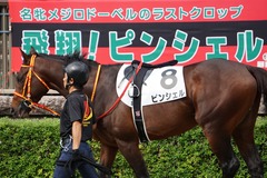 20191020 東京8R 3歳上1勝クラス ピンシェル 09