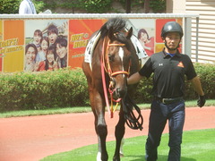 20190810 新潟7R 3歳上1勝クラス ピンシェル 23